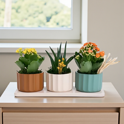 Trio Saksıda Sarı, Turuncu Kalanchoe ve Haworthia