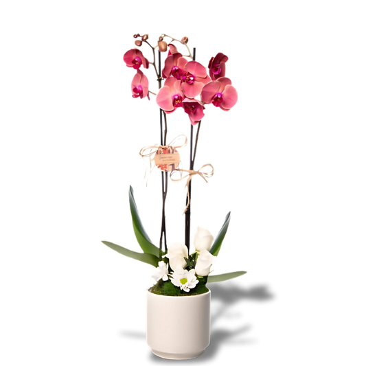 Çift Dal Ateş Kırmızısı Orkide & Beyaz Güller