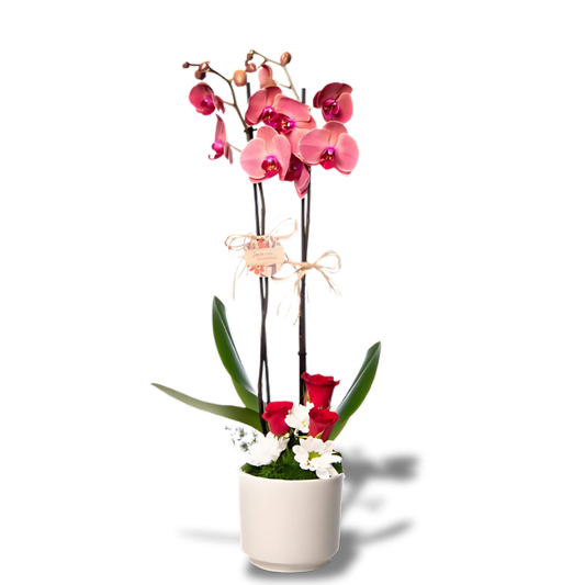 Çift Dal Ateş Kırmızısı Orkide & Kırmızı Gül