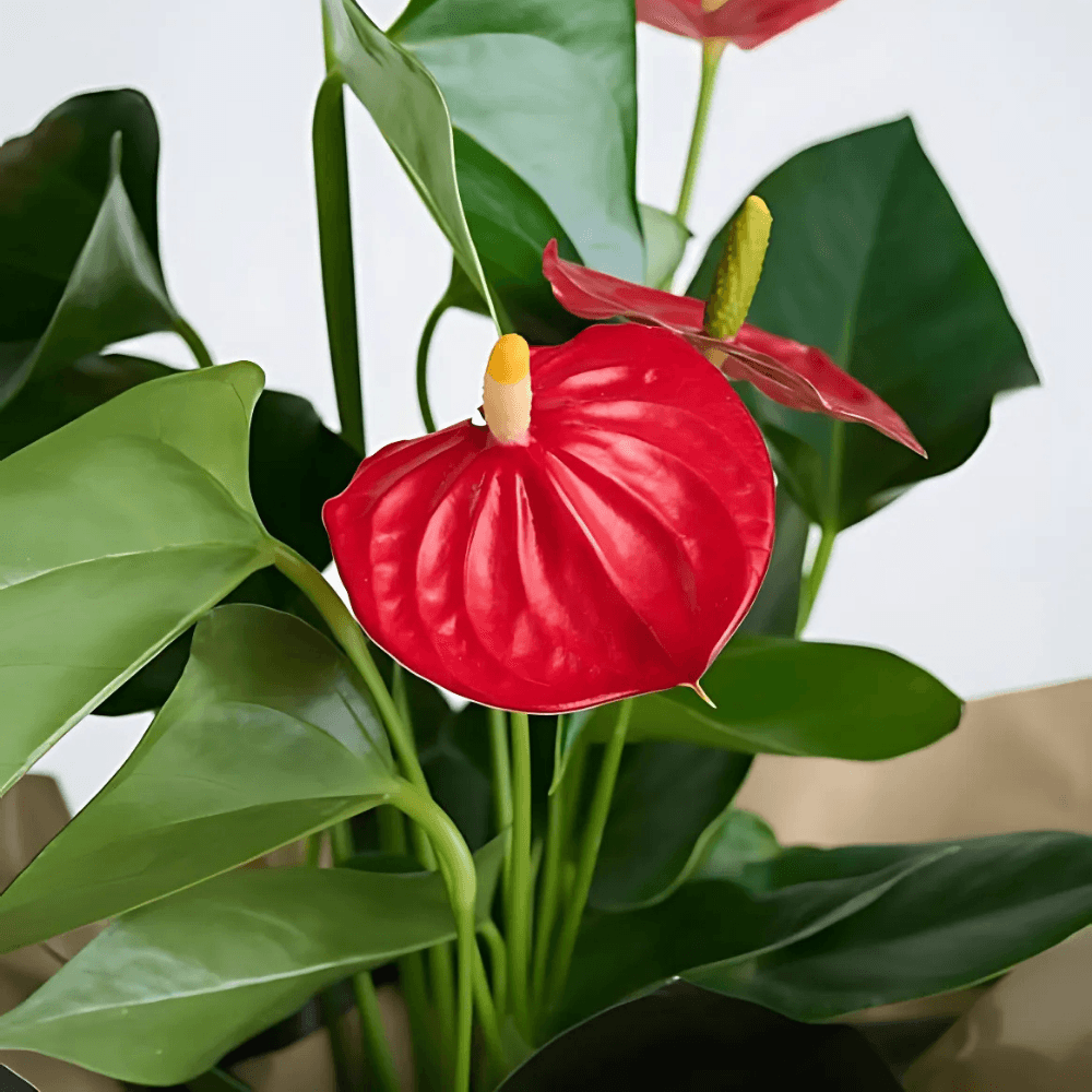 Seramik Saksıda Kırmızı Antoryum Saksı Çiçeği - Rosentra | Premium Flowers