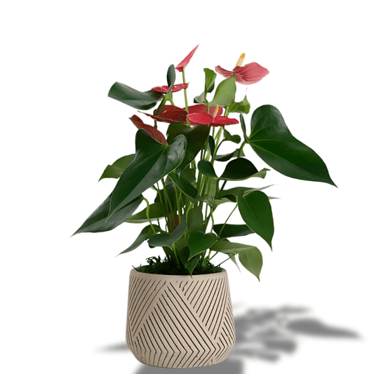 Desenli Saksıda Kırmızı Antoryum Saksı Çiçeği - Rosentra | Premium Flowers