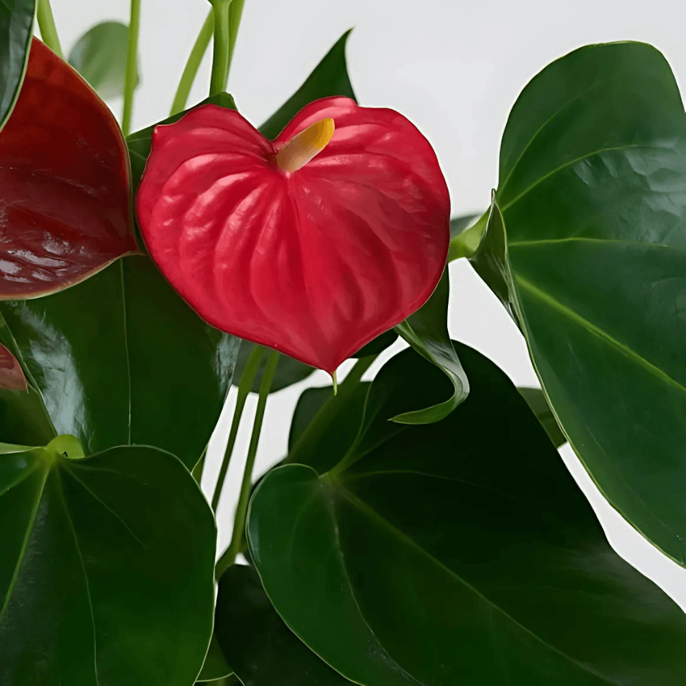 Desenli Saksıda Kırmızı Antoryum Saksı Çiçeği - Rosentra | Premium Flowers