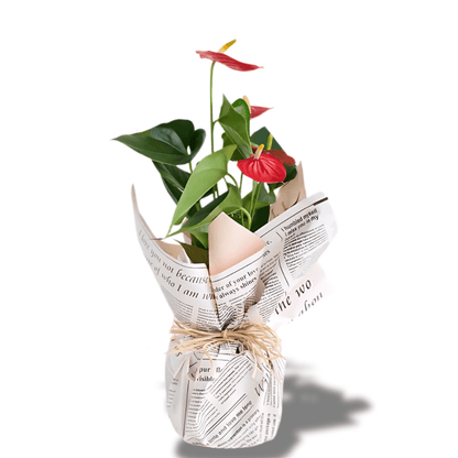 Gazete Desenli Süslemeli Kırmızı Antoryum Saksı Çiçeği - Rosentra | Premium Flowers
