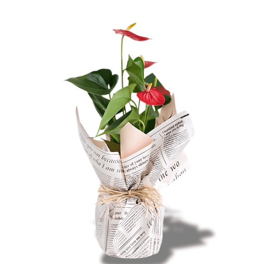 Gazete Desenli Süslemeli Kırmızı Antoryum Saksı Çiçeği - Rosentra | Premium Flowers