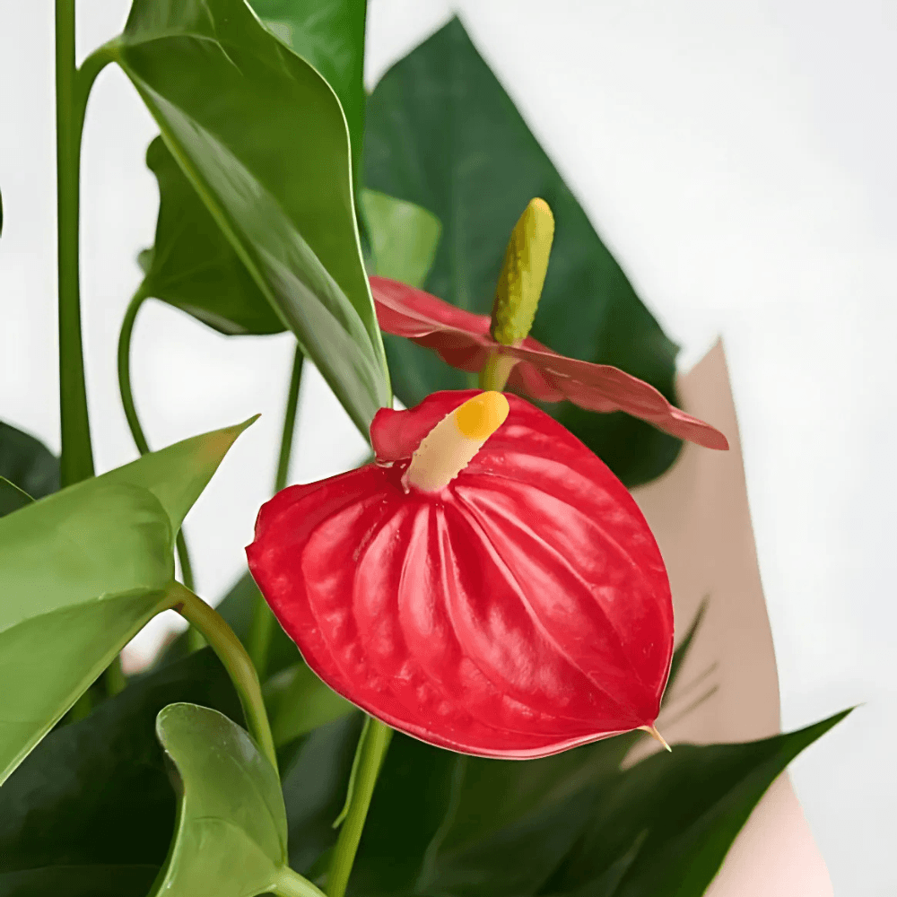 Gazete Desenli Süslemeli Kırmızı Antoryum Saksı Çiçeği - Rosentra | Premium Flowers