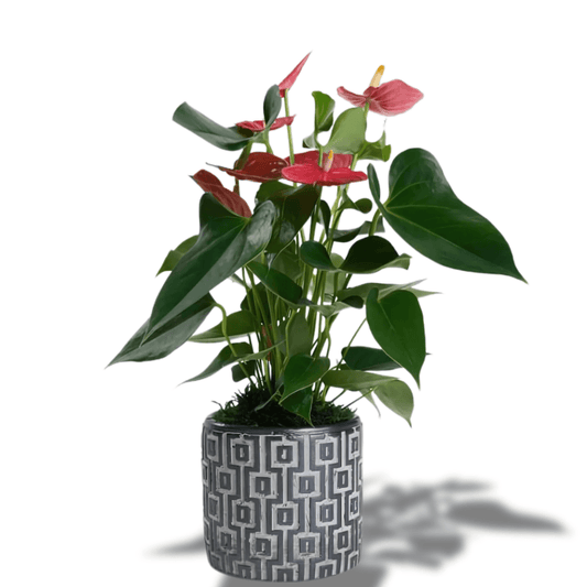 Kare Desenli Saksıda Kırmızı Antoryum Saksı Çiçeği - Rosentra | Premium Flowers