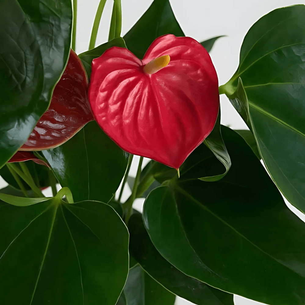 Kare Desenli Saksıda Kırmızı Antoryum Saksı Çiçeği - Rosentra | Premium Flowers