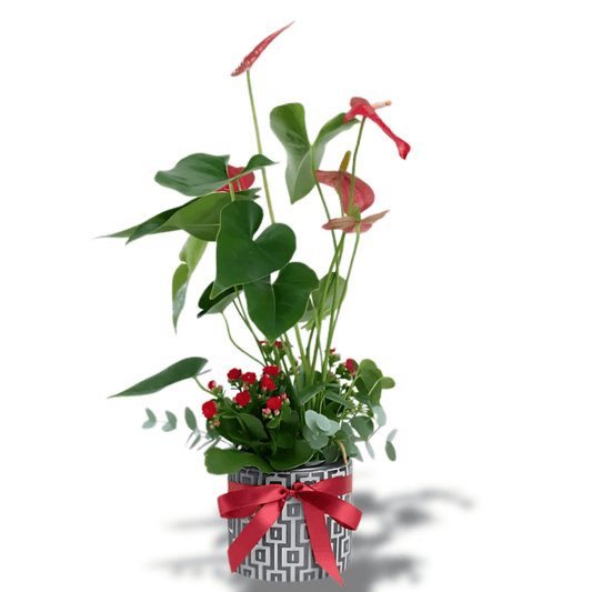 Kare Desenli Saksıda Antoryum ve Kırmızı Kalanchoe - Rosentra | Premium Flowers