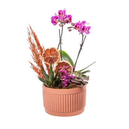 Terra Duo – Mini Mor Orkide