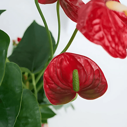 Kare Desenli Saksıda Antoryum ve Kırmızı Kalanchoe - Rosentra | Premium Flowers