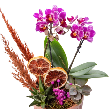 Terra Duo – Mini Mor Orkide