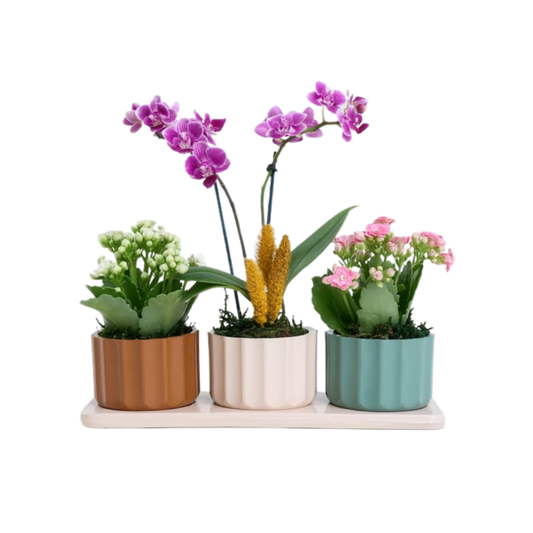 Violet Harmony – Mini Mor Orkide & Kalanchoe