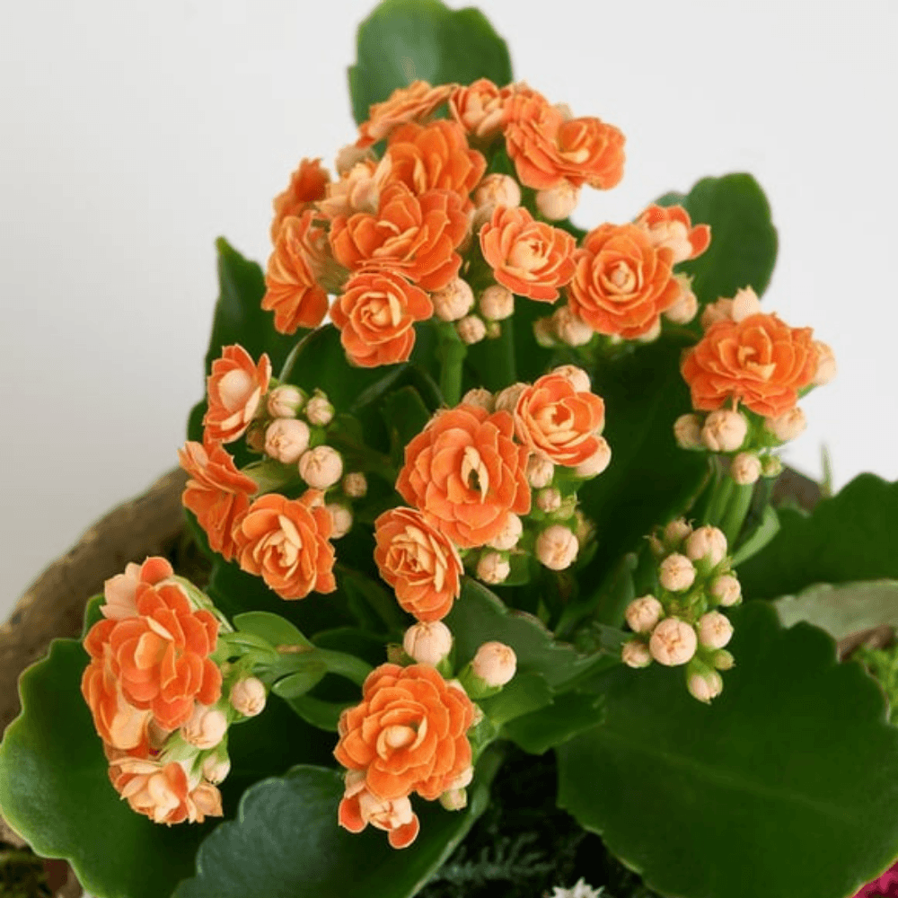 Saksıda Turuncu Kalanchoe Teraryum - Rosentra | Premium Flowers