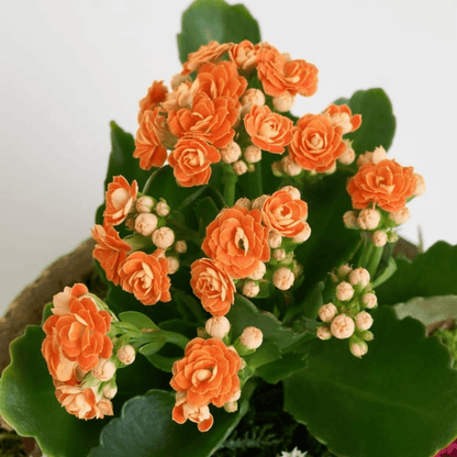 Saksıda Turuncu Kalanchoe Teraryum - Rosentra | Premium Flowers