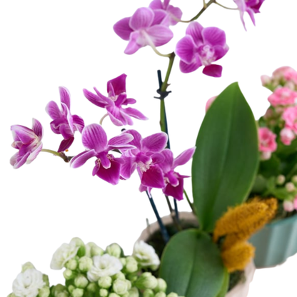 Violet Harmony – Mini Mor Orkide & Kalanchoe