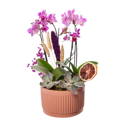 Amber Bloom – 4 Dal Mini Mor Orkide