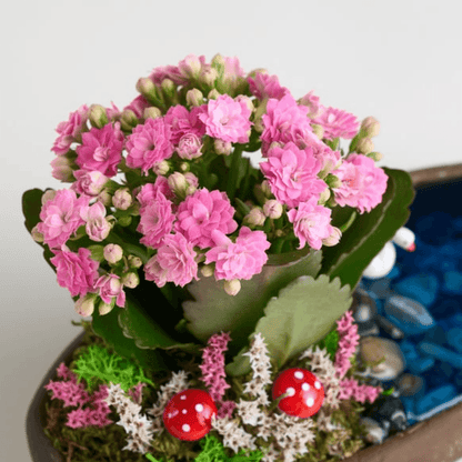 Saksıda Pembe Kalanchoe Teraryum - Rosentra | Premium Flowers