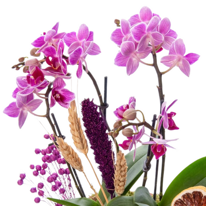 Amber Bloom – 4 Dal Mini Mor Orkide