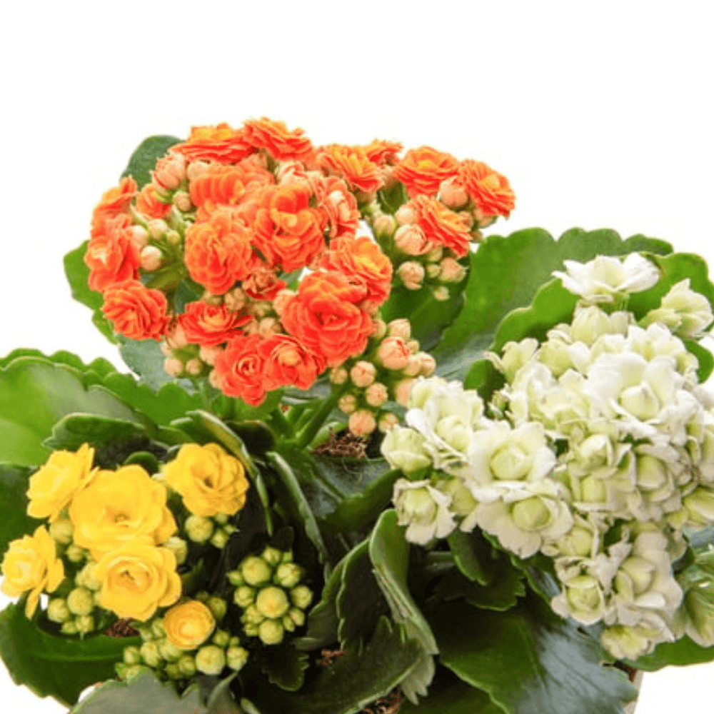 Kiremit Saksıda Renkli Kalanchoe - Rosentra | Premium Flowers