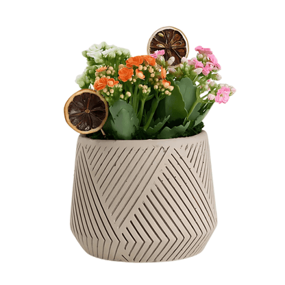 Çizgili Saksıda Renkli Kalanchoe - Rosentra | Premium Flowers