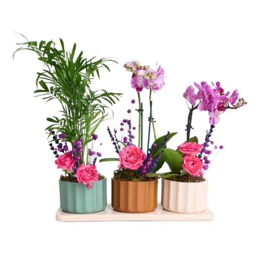 Lush Balance – Mini Mor Orkide & Chamdora