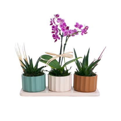 Desert Bloom – Mini Mor Orkide & Haworthia