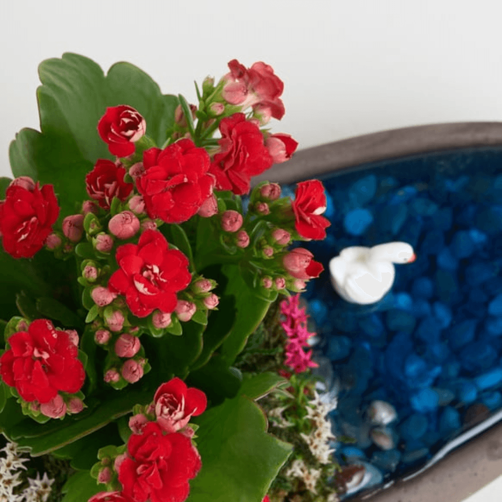 Saksıda Kırmızı Kalanchoe Teraryum - Rosentra | Premium Flowers