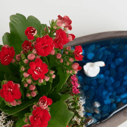 Saksıda Kırmızı Kalanchoe Teraryum - Rosentra | Premium Flowers