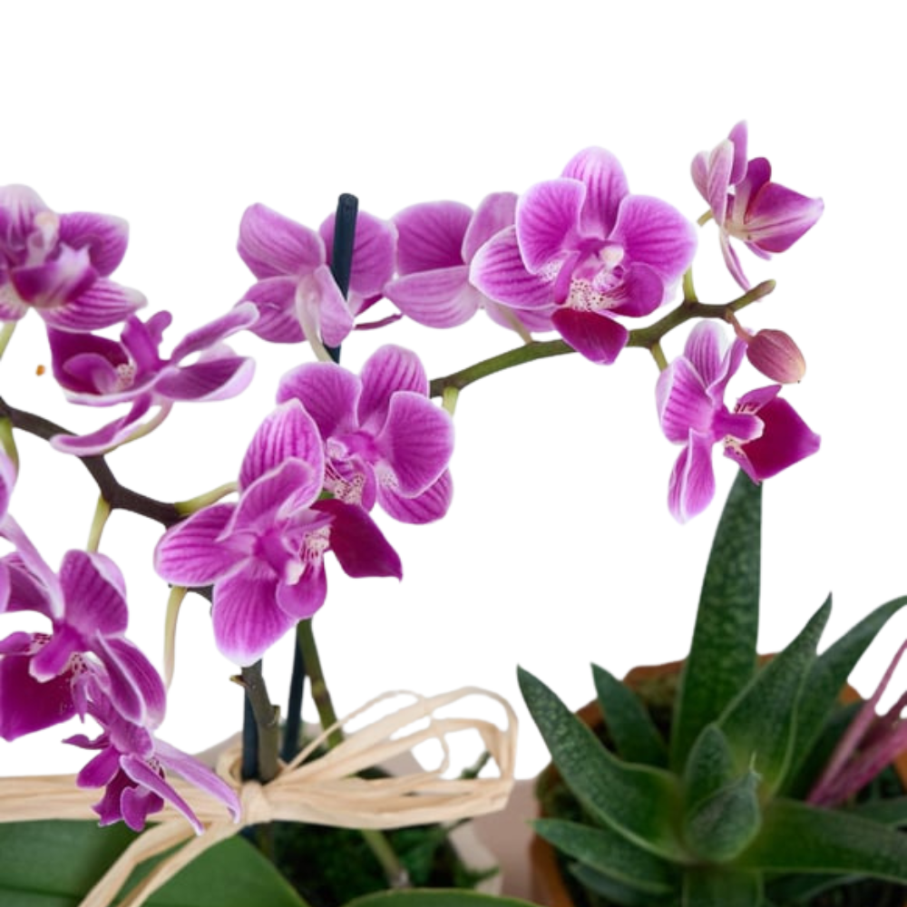 Desert Bloom – Mini Mor Orkide & Haworthia