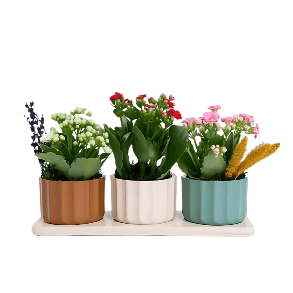 Trio Saksıda Kırmızı, Pembe ve Beyaz Kalanchoe - Rosentra | Premium Flowers