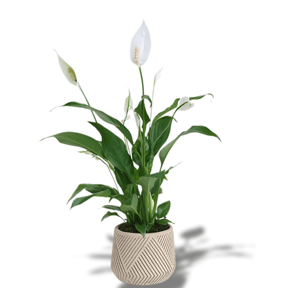 Çizgi Desenli Saksıda Spatifilyum Bitkisi - Rosentra | Premium Flowers