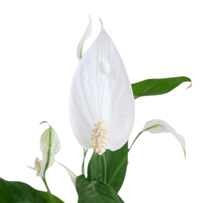 Çizgi Desenli Saksıda Spatifilyum Bitkisi - Rosentra | Premium Flowers