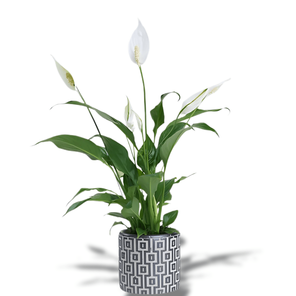 Kare Desenli Saksıda Spatifilyum Bitkisi - Rosentra | Premium Flowers