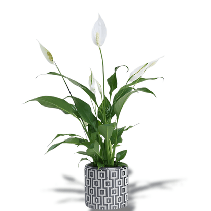 Kare Desenli Saksıda Spatifilyum Bitkisi - Rosentra | Premium Flowers