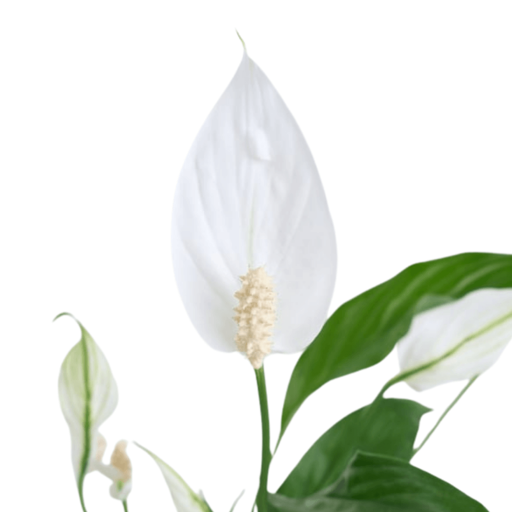 Kare Desenli Saksıda Spatifilyum Bitkisi - Rosentra | Premium Flowers