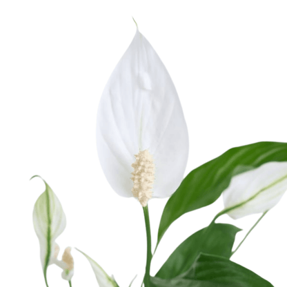 Kare Desenli Saksıda Spatifilyum Bitkisi - Rosentra | Premium Flowers