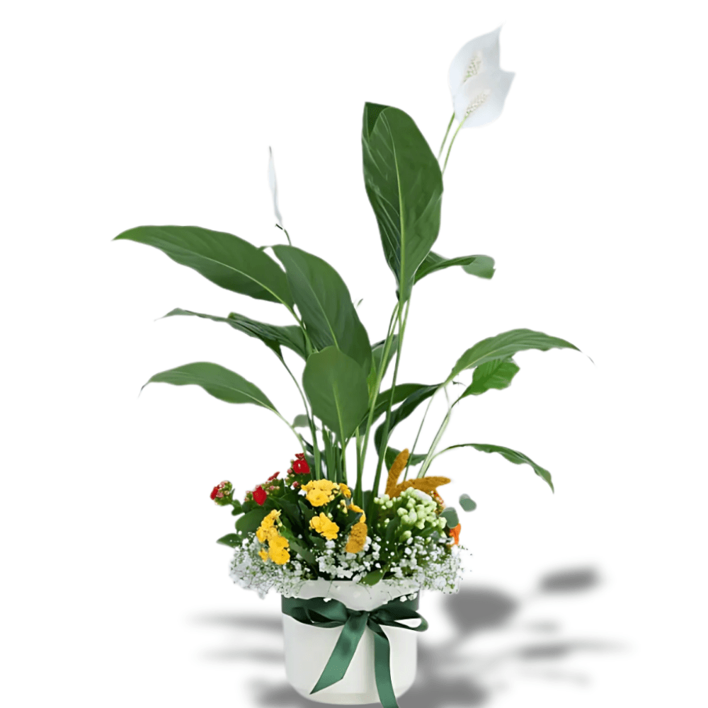 Beyaz Saksıda Spatifilyum ve Kalanchoe - Rosentra | Premium Flowers