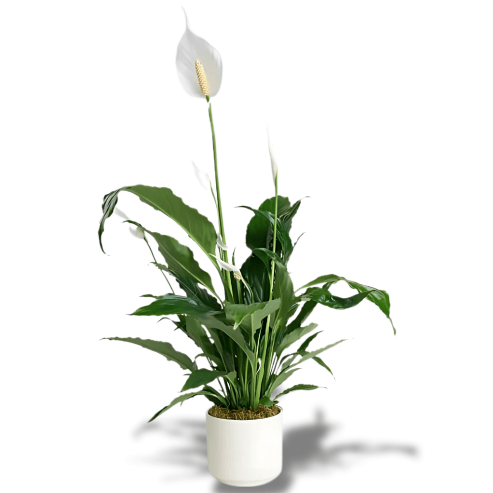 Saksıda Beyaz Spatifilyum - Rosentra | Premium Flowers