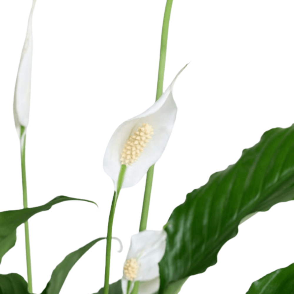 Saksıda Beyaz Spatifilyum - Rosentra | Premium Flowers