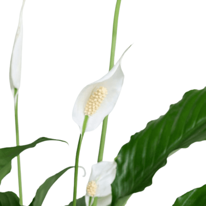 Saksıda Beyaz Spatifilyum - Rosentra | Premium Flowers