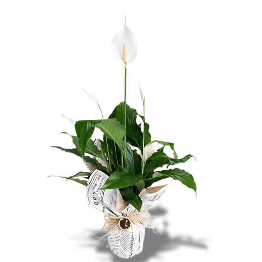 Gazete Desenli Süslemeli Saksıda Spatifilyum - Rosentra | Premium Flowers