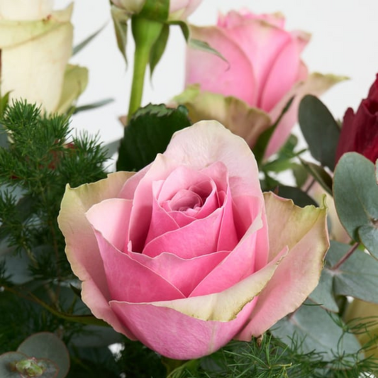 Harmony Bloom – Vazoda Kırmızı, Beyaz, Lila ve Pembe Güller