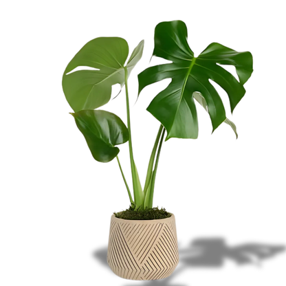 Çizgi Desenli Saksıda Monstera - Rosentra | Premium Flowers