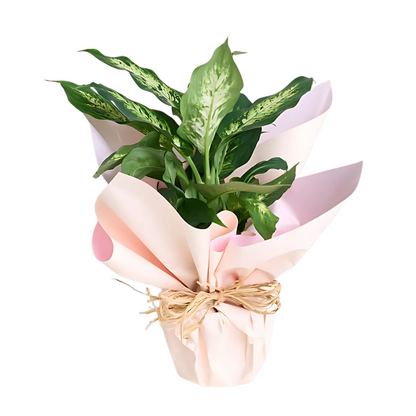 Evergreen Touch – Saksıda Dieffenbachia Çiçeği