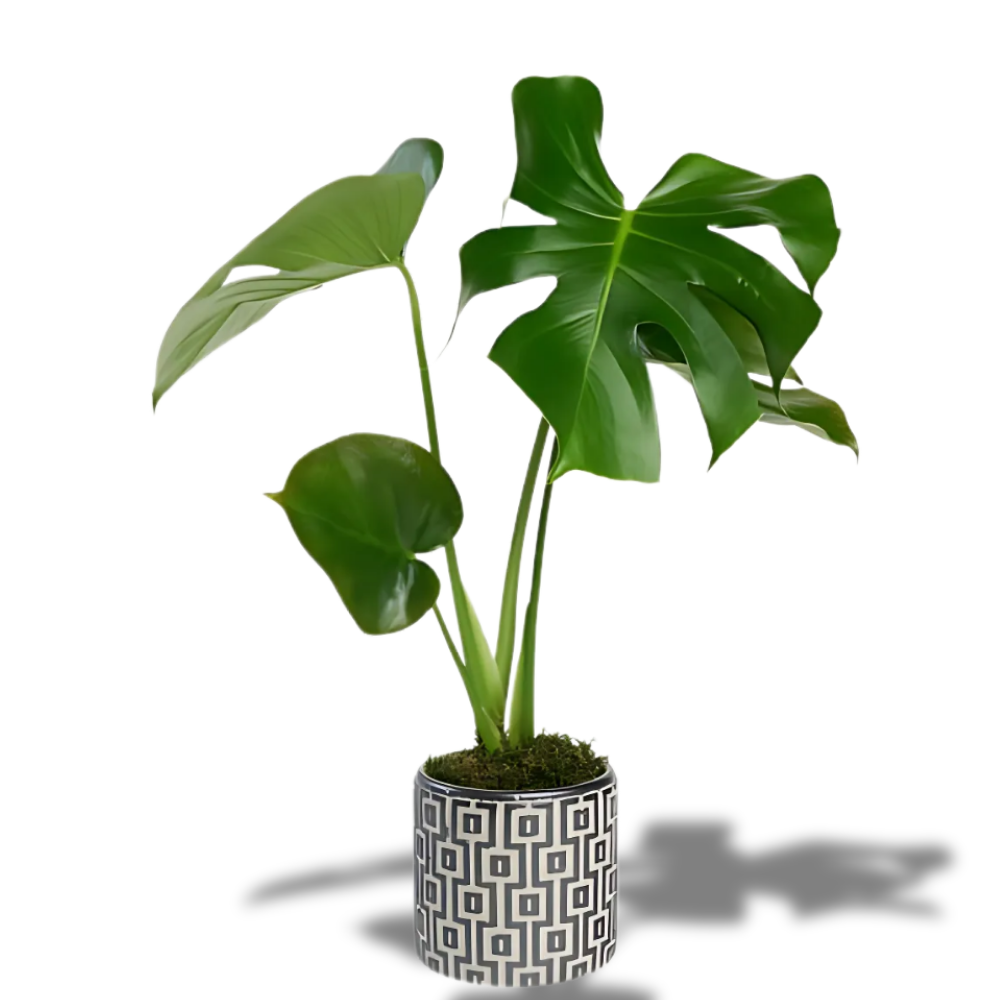 Kare Desenli Beton Saksıda Monstera - Rosentra | Premium Flowers