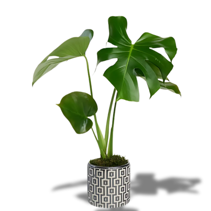 Kare Desenli Beton Saksıda Monstera - Rosentra | Premium Flowers