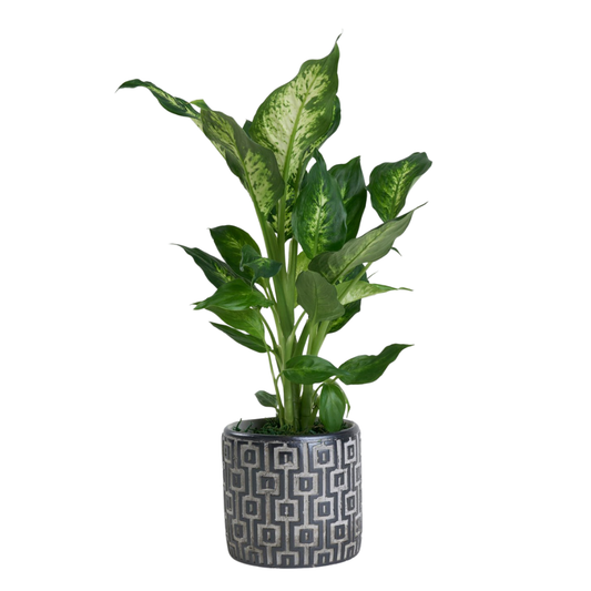 Urban Stone – Desenli Gri Beton Saksıda Camilla Dieffenbachia