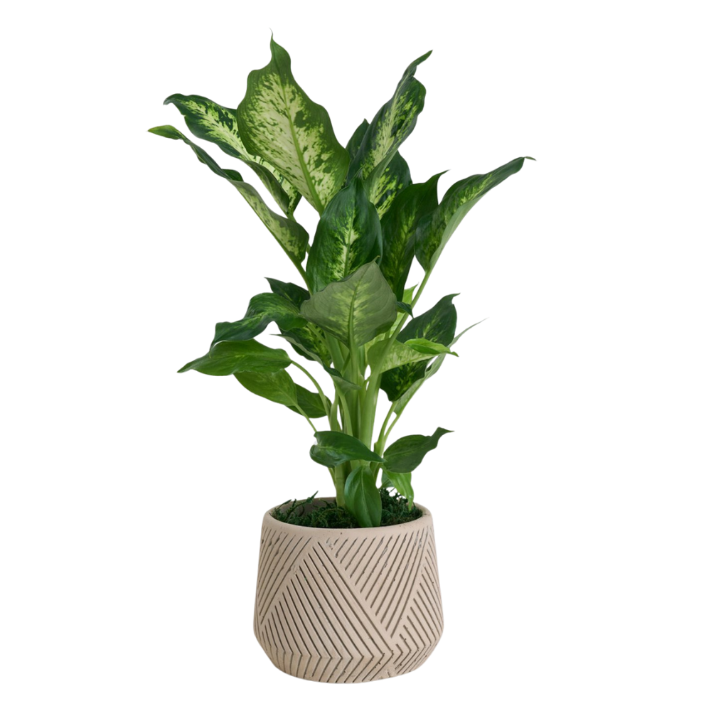 Concrete Lines – Çizgili Beton Saksıda Camilla Dieffenbachia