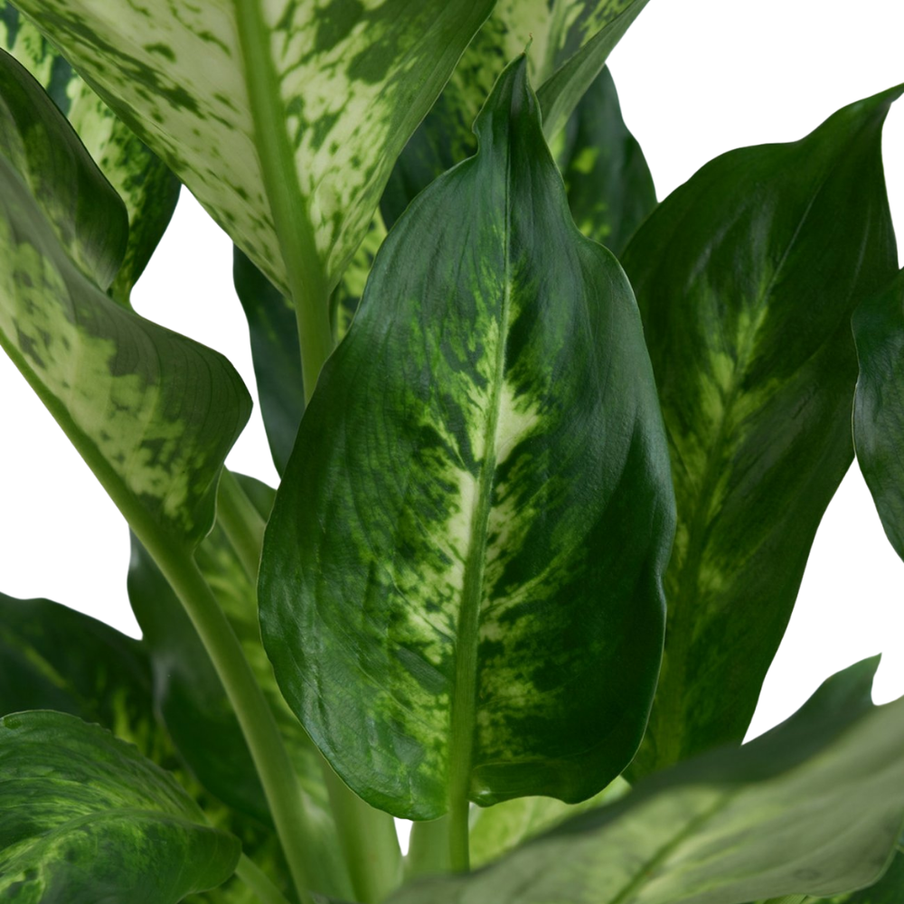 Concrete Lines – Çizgili Beton Saksıda Camilla Dieffenbachia