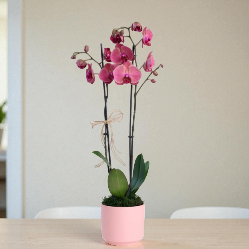 Pembe Beton Saksıda Çiftli Ateş Kırmızı Orkide